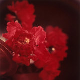 Close-up of Red Flowers Arranged in a Vase