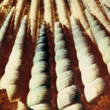 Image of Spiral Shells That Creates an Interesting Optical Effect