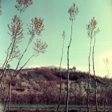 Slender Trees in Bloom in Front of a Hilly Landscape During Spring