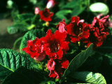 Rhododendron in Bloom