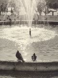 Pigeons on the Edge of a Fountain