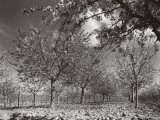 Orchard in Blossom