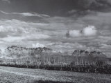 Landscape in Bolgheri  1958