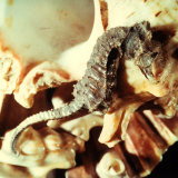 Close-up of a Seahorse Leaning on a Shell