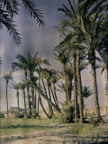 Palm Trees at Marrakech  Marocco