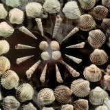 Arrangement of Spiral Shells and Bivalves Ordered in a Concentric Circle