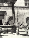 Donkeys in the Erba Piazza in Orvieto