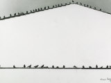 Pigeons