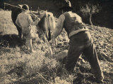 Ploughing a Field