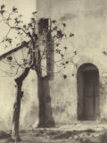 Country Doorway with Tree