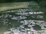 Water Lilies in a Pond
