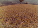 Field