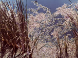 Aquatic Plants Emerging from a Still Body of Water