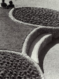 Flower Beds in Piazzale Michelangelo  Florence