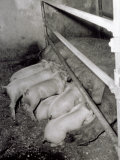 Sow Feeds Her Piglets in a Pigpen