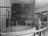 Lion Cage in the Margherita Gardens in Bologna