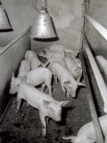 Group of Piglets in a Pigpen