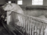View of the Interior of a Pig Farm