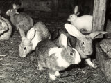 Rabbits at a Farm