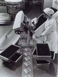 Worker Operating a Machine That Packages Medicine in Vials  Recordati Pharmaceutical Factory
