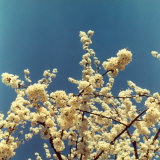 Almond Branches in Bloom