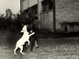 Small-Sized Dog Playing with a Larger  Dark Dog That is Tied to a Chain Attached to a Building