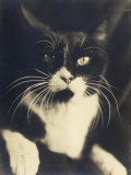 Cat Minus Me  Photograph Used in the Superimposed Photo Me and Cat