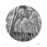 Sunlit Forest