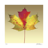 Maple Leaf