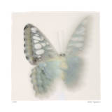 Butterfly Study 6
