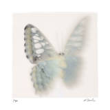Butterfly Study 8