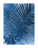 Tropical Meditation