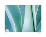 Agave III