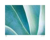 Agave II