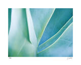 Agave I