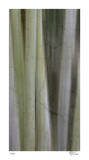 Hidden Bamboo II