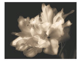 Double Dappled I