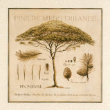 Pins de Mediterranee