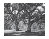 Oak Grove I