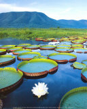 Water Lilies  Early Morning
