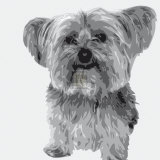 Yorkie
