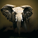 On Safari