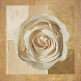 Warm Rose I