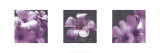 Plumeria