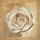 Warm Rose II