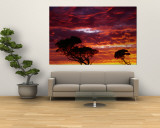 Trees Silhouetted by Sunset at Mundrabilla  Australia