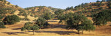 Oak Trees on Hill  Stanislaus County  California  USA