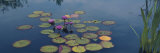 Water Lilies in a Pond  Denver Botanic Gardens  Denver  Colorado  USA