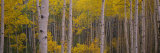 Aspen Trees in a Forest  Telluride  San Miguel County  Colorado  USA