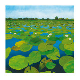 Waterlilies